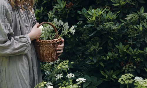 Hands of a young caucasian girl with wicker basket. Farmer kid in a cotton apron. Female hands closeup. Woman standing in garden holding cow parsley herbs flowers. Blurred bush background, gardening